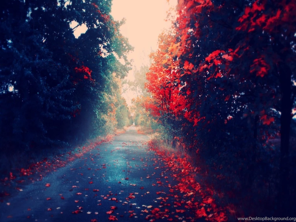 Fall Leaves Wallpapers Hd Wallpapers