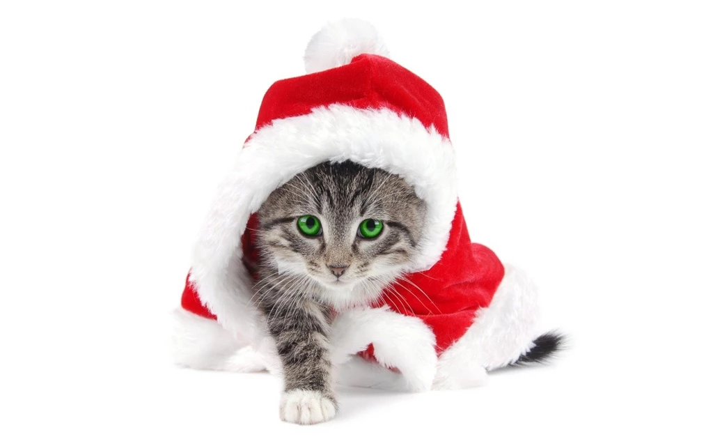 Christmas Cat Wallpapers Splendid Wallpapers HD