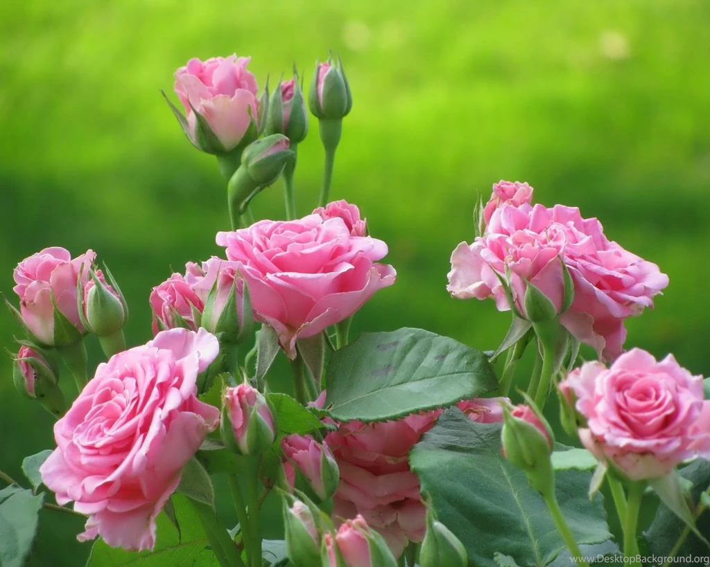 Flower Wallpapers For Mobile Wallpapers High Definition