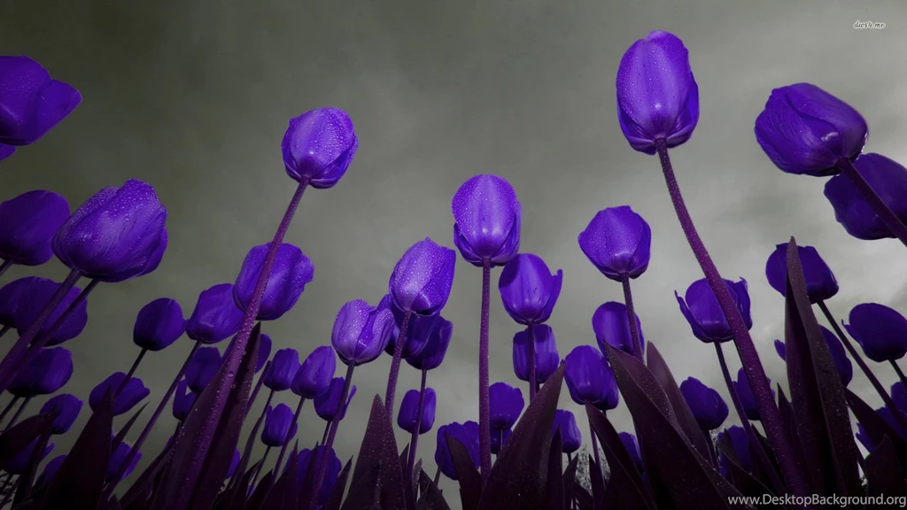 30 Amazing Free HD Flower Wallpapers