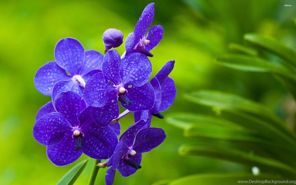 30 Amazing Free HD Flower Wallpapers
