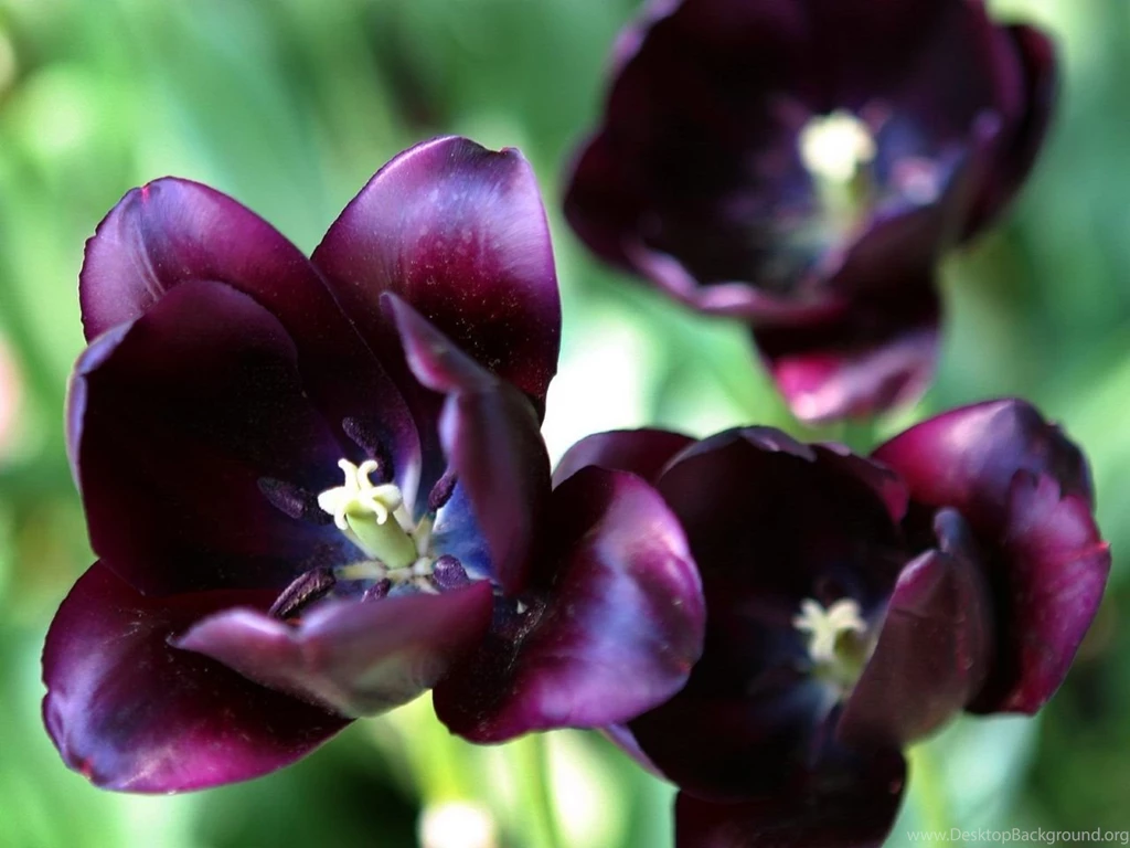 Purple Tulip Wallpapers