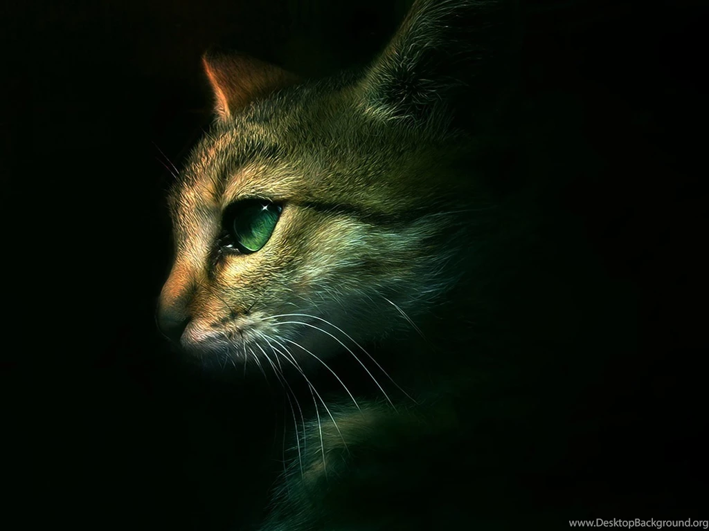 Warriors Cats Desktop Wallpapers