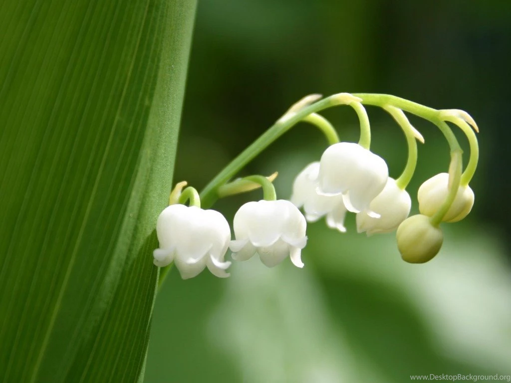 Beautiful Flowers HD Wallpapers Active Flower Wallpapers ...