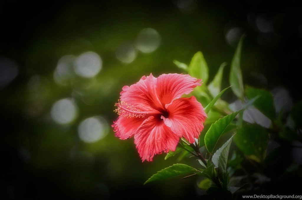 Pink Hibiscus At Dawn On Green Backgrounds Macro