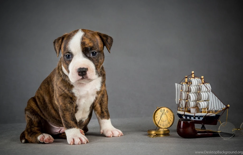 Dog Backgrounds, Wallpapers Of Dog, Download Dog Images, Hd Animal ...