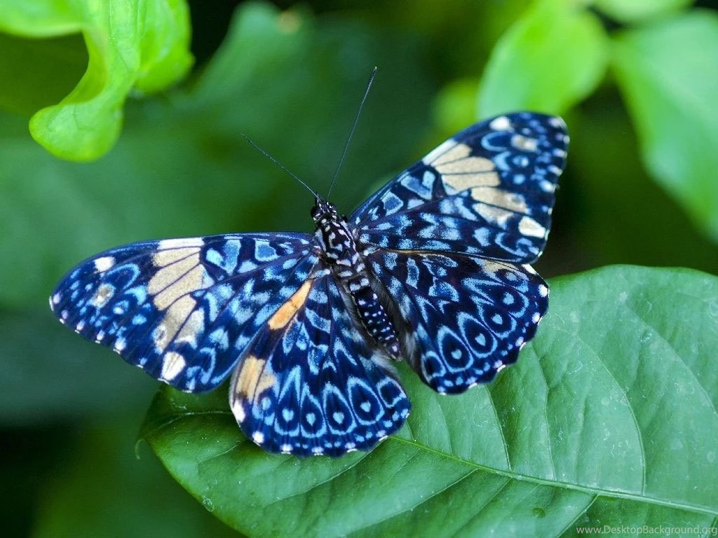 20+ Colourful Butterflies HD Wallpapers WonderWordz