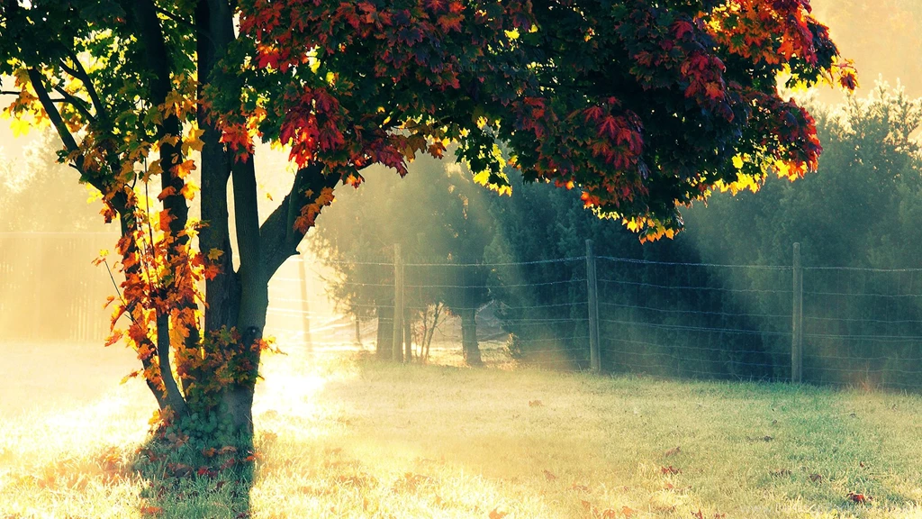 Morning Glory Download HD Wallpapers
