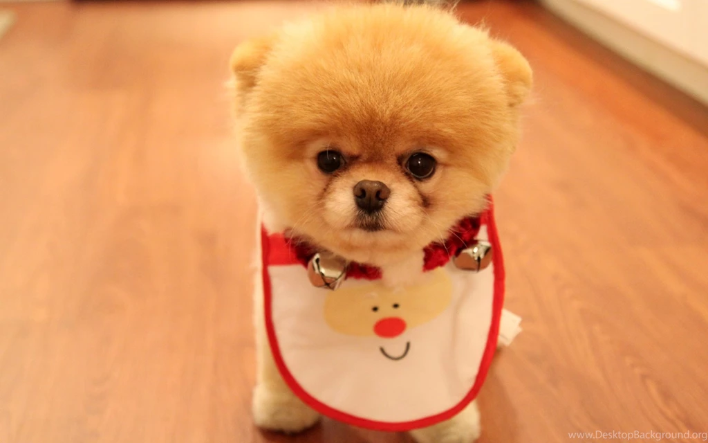Cute Dog Christmas Wallpapers