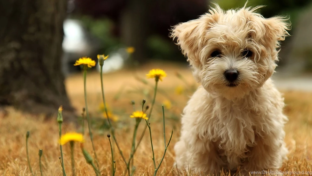 Dogs Animal Bokeh Photography Wallpapers