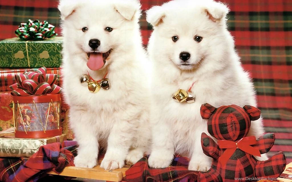 Desktop hd family christmas pics with dogs.jpg