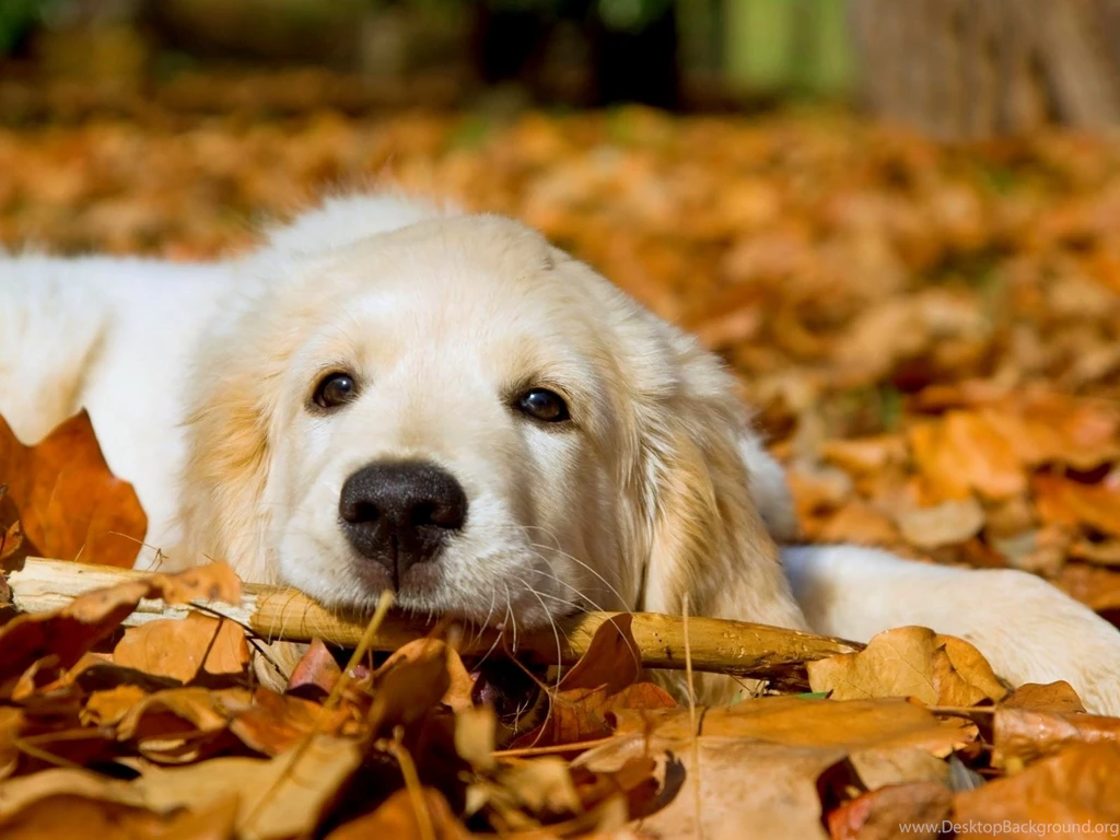 Summer Dog White Wallpapers