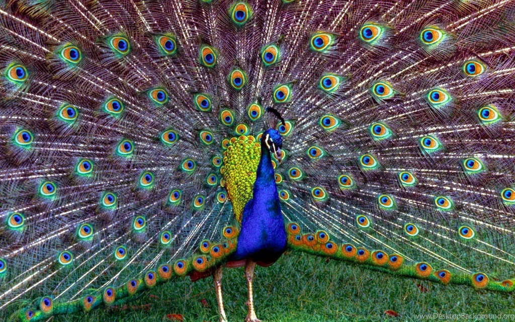 14 Wonderful HD Peacock Wallpapers HDWallSource.com