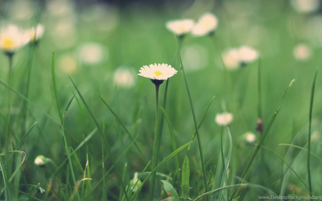 Spring Daisy Flower Macbook Pro Wallpapers HD Wallpapers At ...