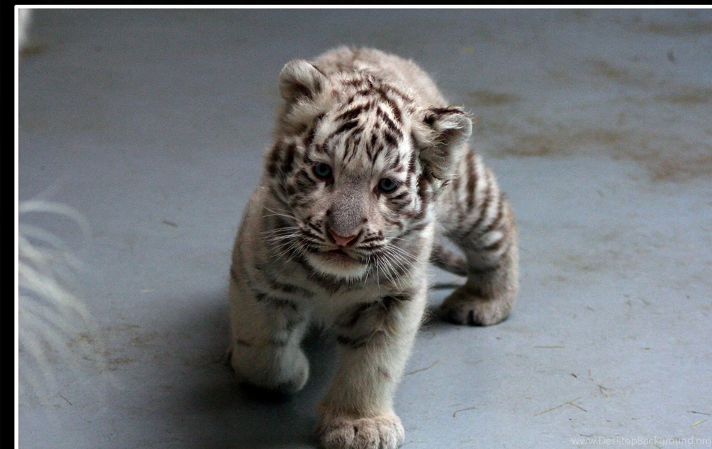 White Tiger Cubs Pictures On Animal Picture Society
