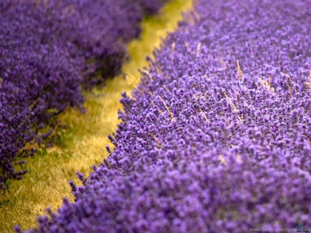 Download Wallpapers Lavender Flowers Field With Yellow Diagonal