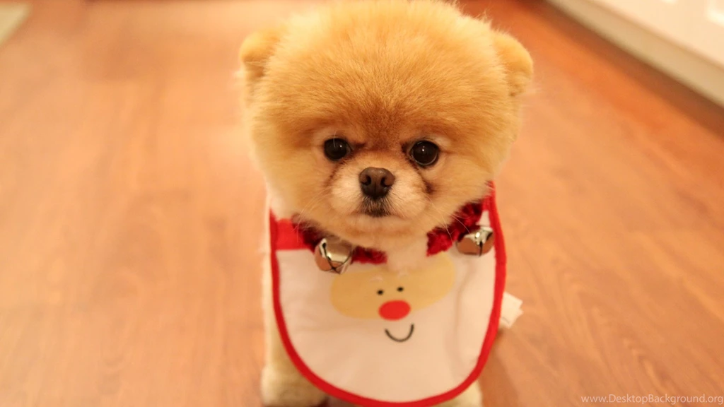 Cute Dog Christmas Wallpapers