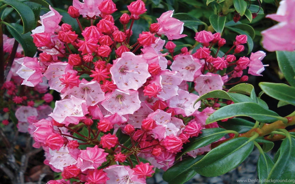 Laurel Flower Pink Mountain Laurel Flower Wallpaper Images Of ...