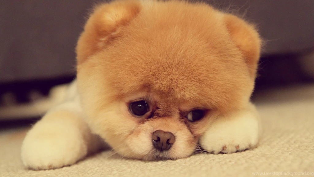 Cute Wallpapers Wallpaper Backgrounds