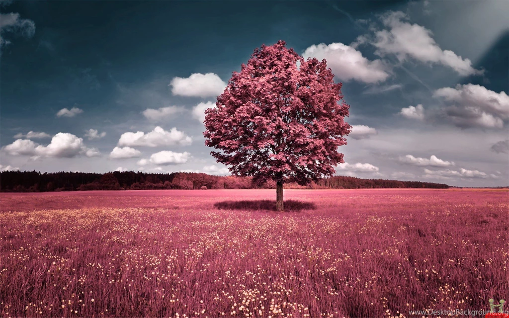 15 Beautiful Trees