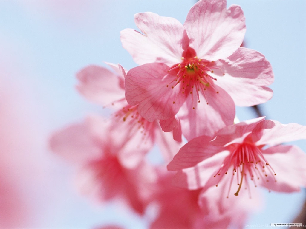 Free Desktop Wallpapers Flowers HD Wallpapers And Pictures