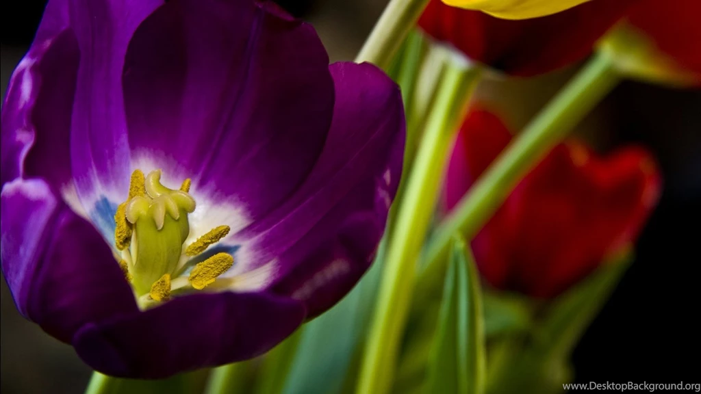 Flower desktop wallpaper free download 5.jpg