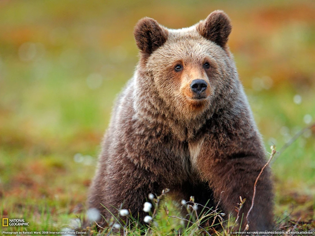 Download Wild Animals Wide Screen Wallpapers 1600x1200
