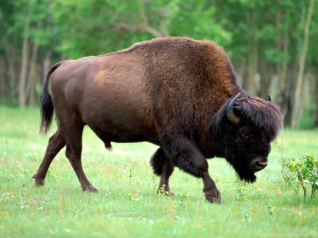 Download Wild Animals Full Screen Mobile Wallpapers Desktop