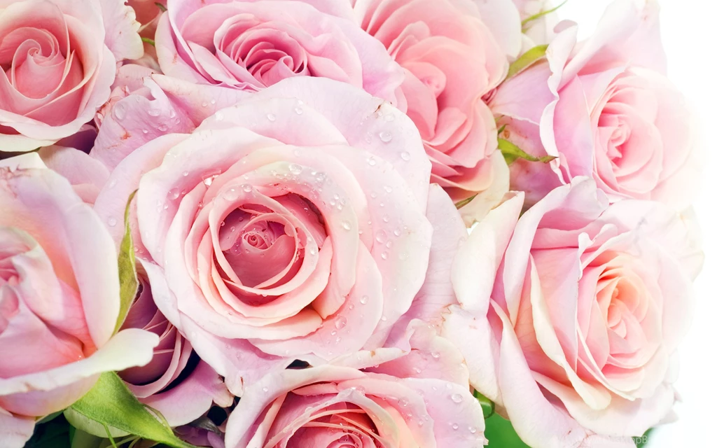 Pink Rose HD Wallpapers