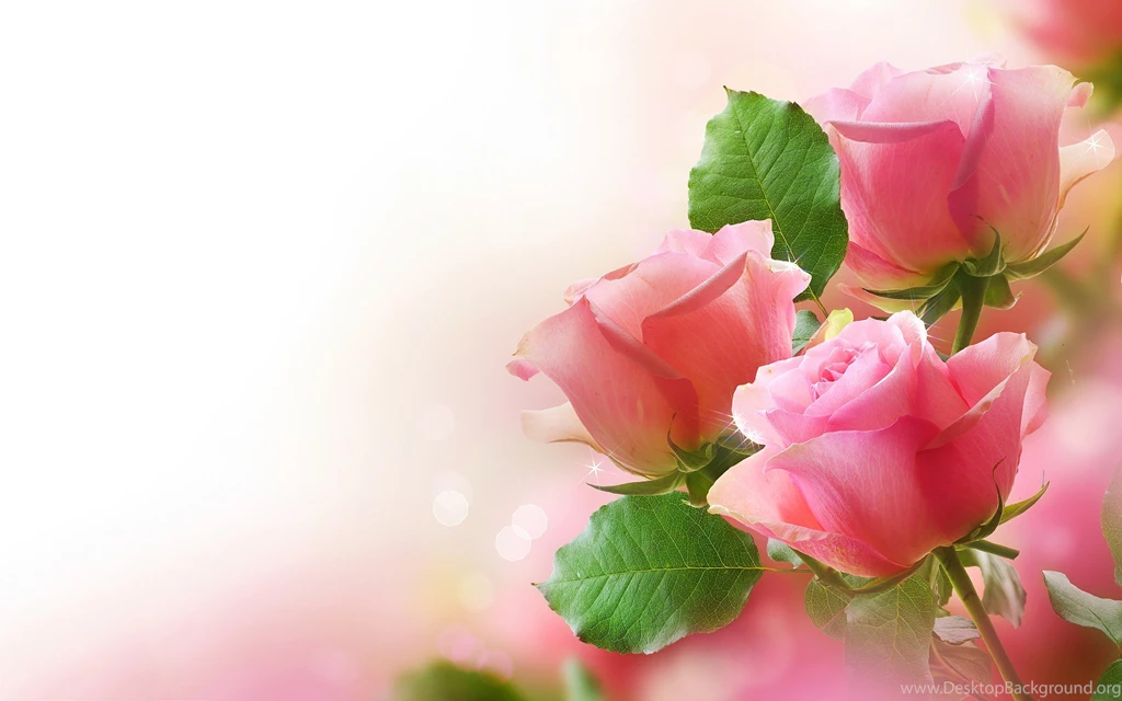 Rose Flower Wallpapers Full HD Wallpapers For Desktop