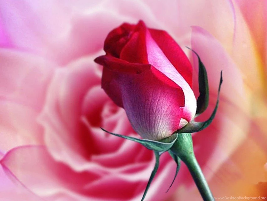 Rose Flower Wallpaper Free Download 850x640.jpg