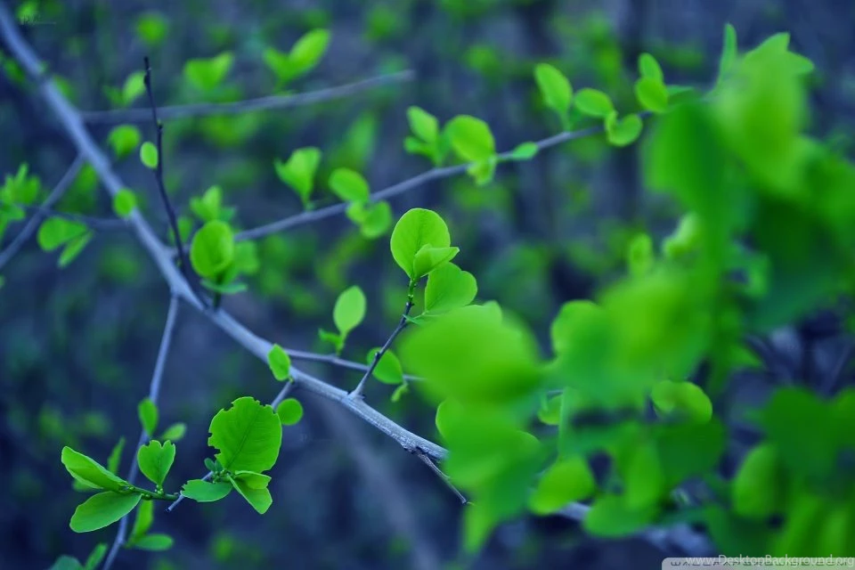 Fresh Leaves All Over HD Desktop Wallpapers : Widescreen : High ...