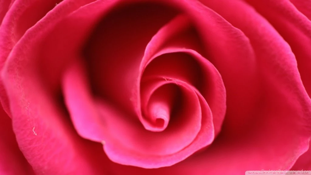 Close Up Pink Rose HD Desktop Wallpapers : Widescreen : High ...