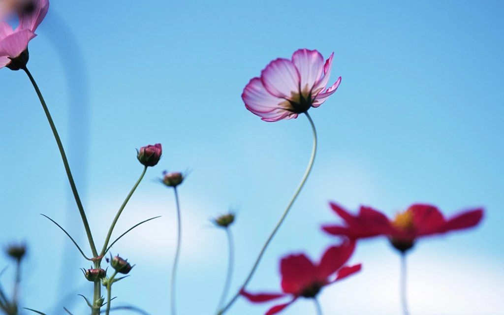 Blooming Flowers Under Sunshine (Vol.1) 1440x900 NO.8 Desktop ...