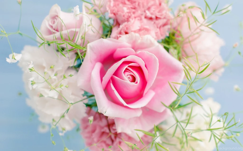 Roses Wallpapers 5 Best Wallpapers Collection