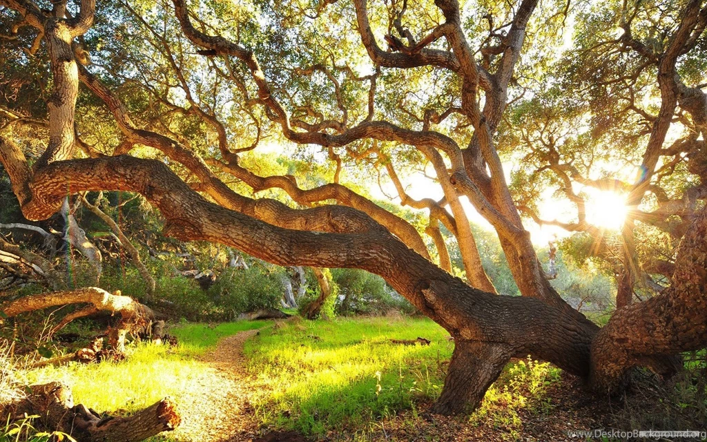 Free Wallpapers Free Nature Wallpapers Sunshine And Trees 2 ...