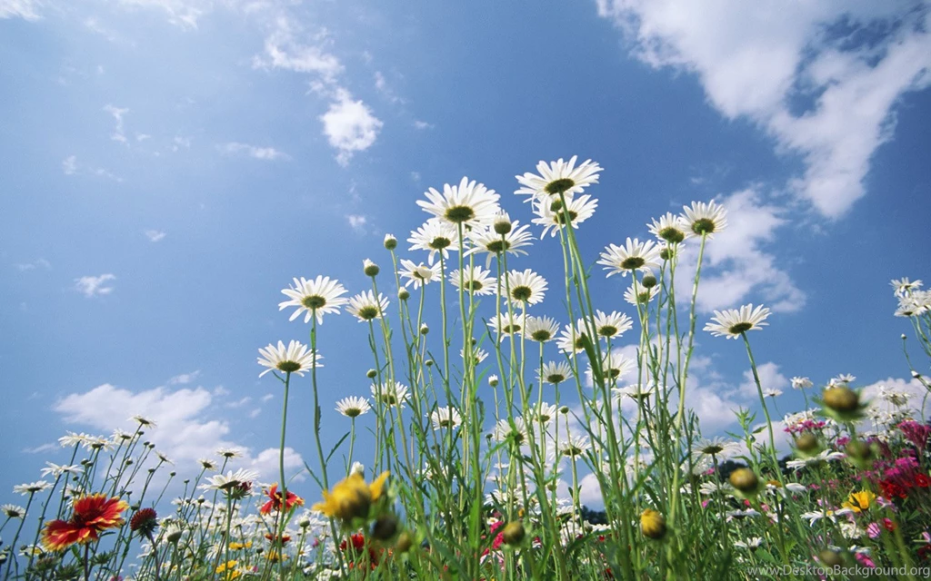 Blooming Flowers Under Sunshine (Vol.1) 1440x900 NO.19 Desktop ...