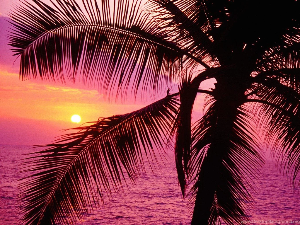 Download Pink Tropical Wallpapers 7788 1600x1200 Px High Resolution ...