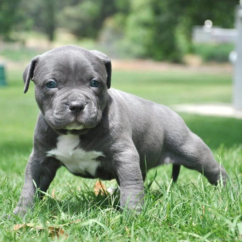 Blue paul terrier puppies for sale sale