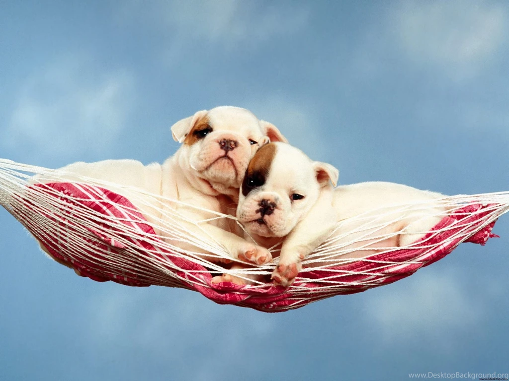 Animals Wallpapers: HD English Bulldog Puppies Wallpapers