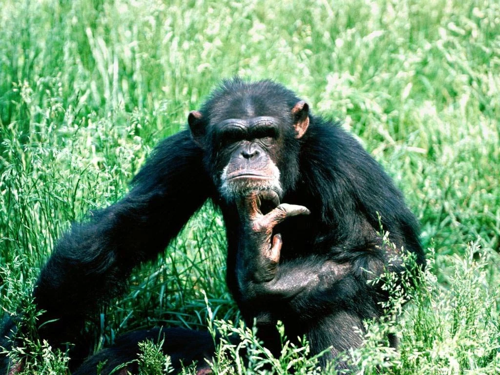 Chimpanzee Wallpapers Animals Town