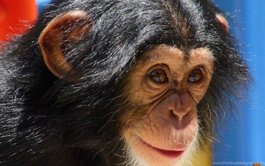 Monkey HD Wallpaper Images Pictures Photos Download Page 1
