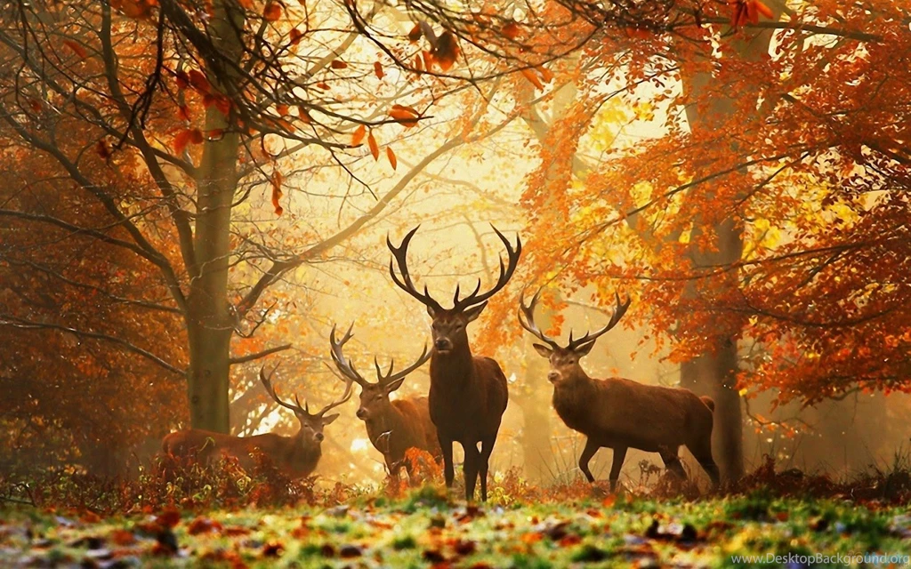 Quotes About Deer Wallpapers. QuotesGram