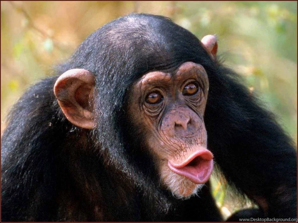 Chimpanzee HD Wallpaper Images Pictures Photos Download Page 1