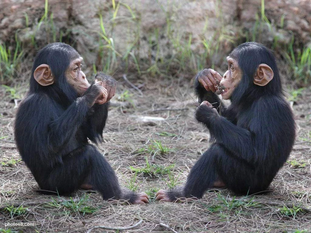 Chimpanzee Baby Wallpapers