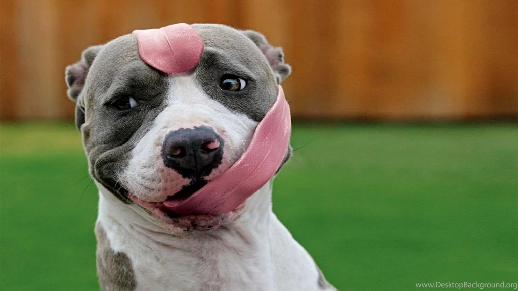 Funny Dog Wallpapers Desktop