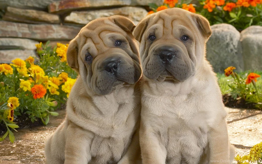 Funny Dog Wallpapers Wallpapers Cave