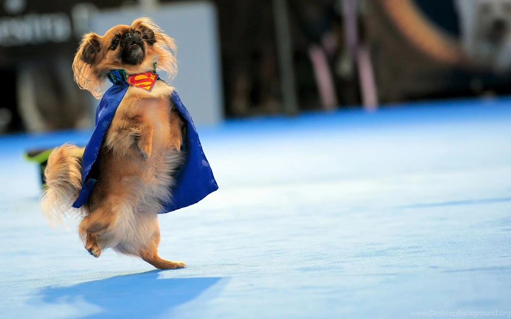 Funny Dog Wallpapers HD Newwallpapershits.com