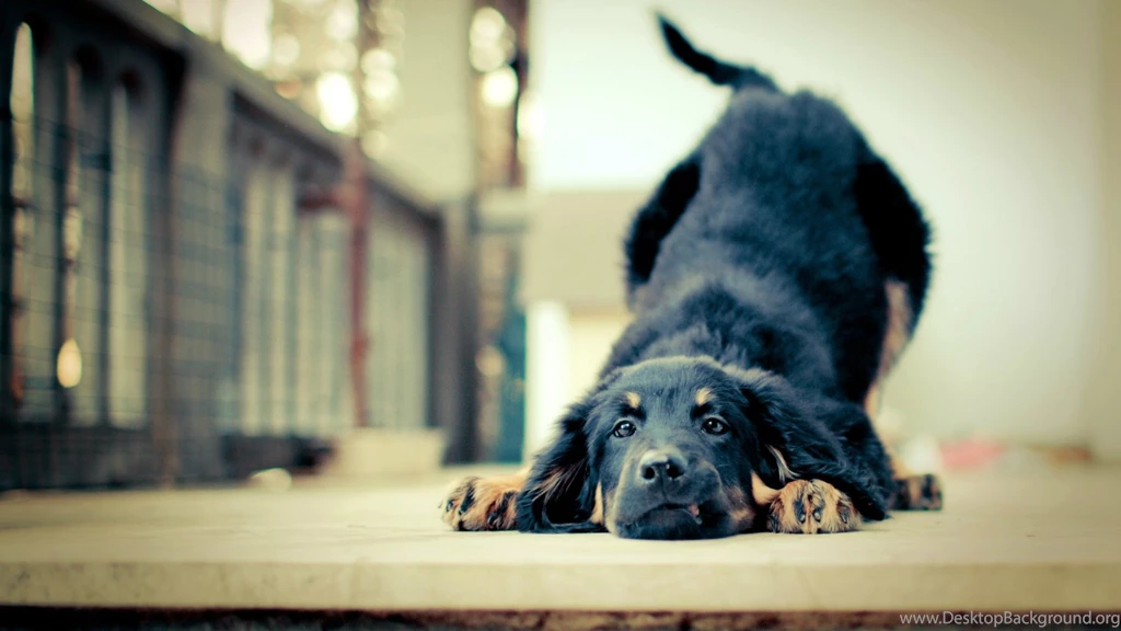 Funny Good Looking Dog Wallpapers