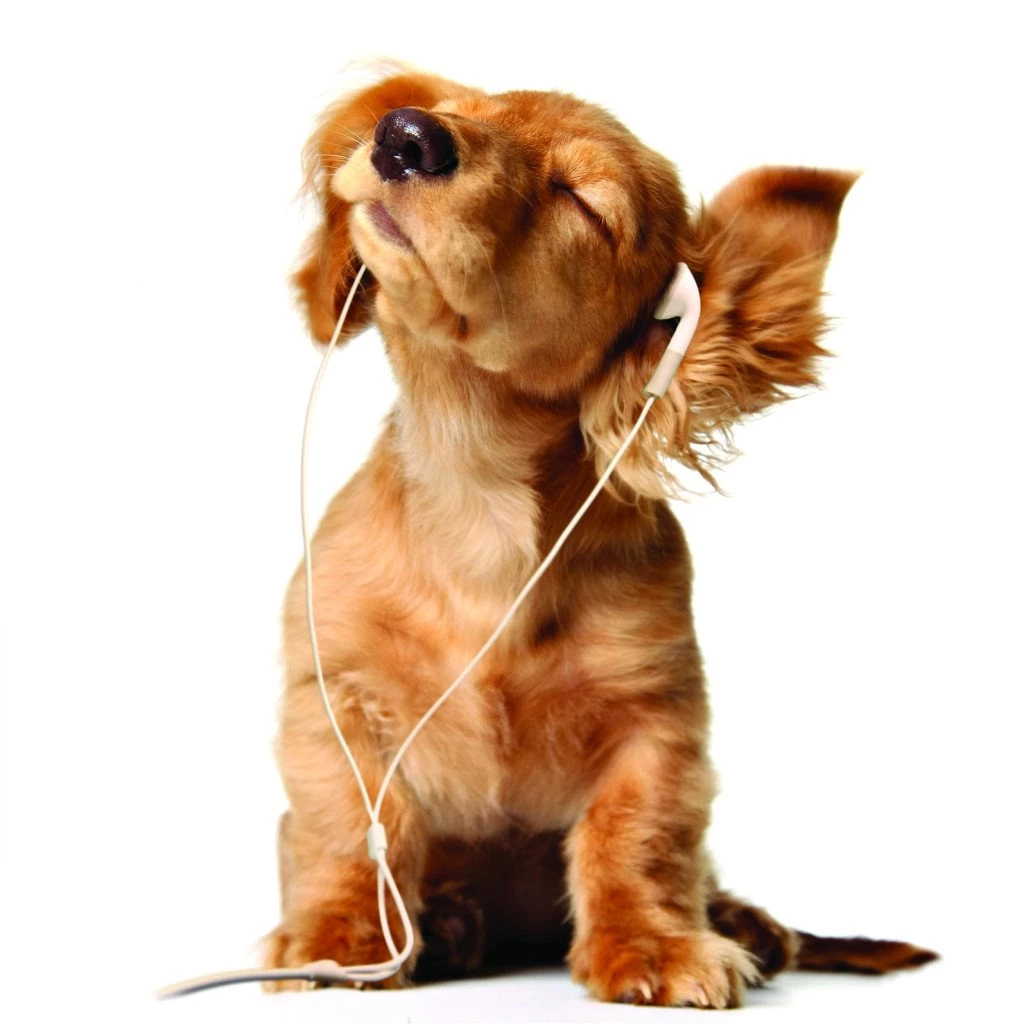 Funny Dog Colourfull Wallpapers Widescreen